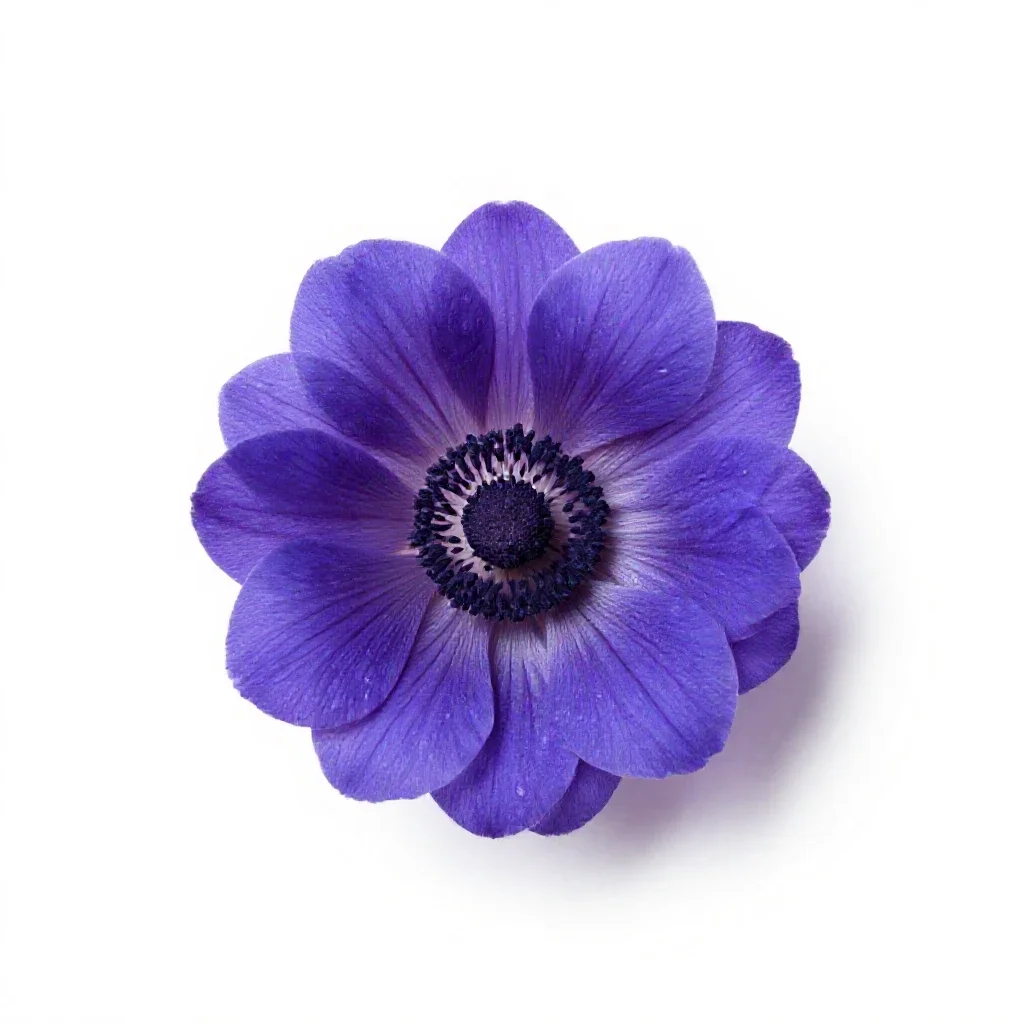 False rue anemone isolated on a white background