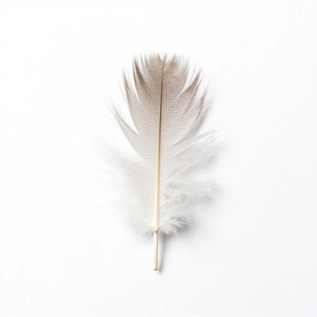 Feather reed grass isolated on a white background