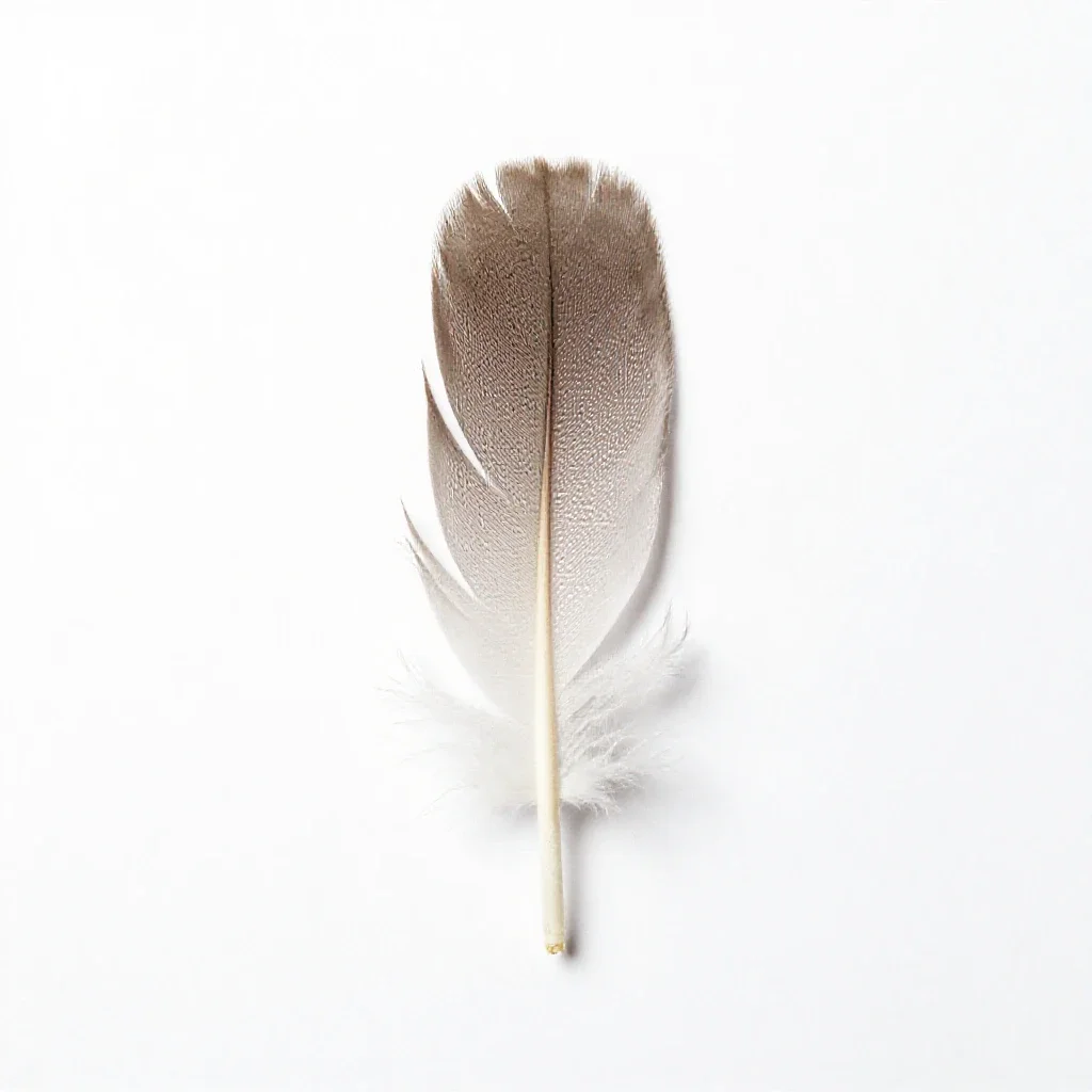 Featherfoil isolated on a white background