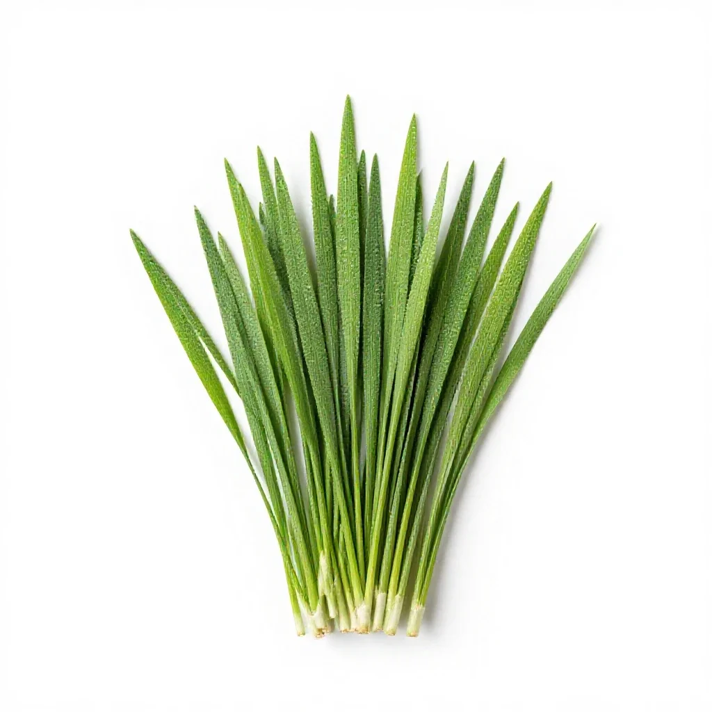 Fescue isolated on a white background