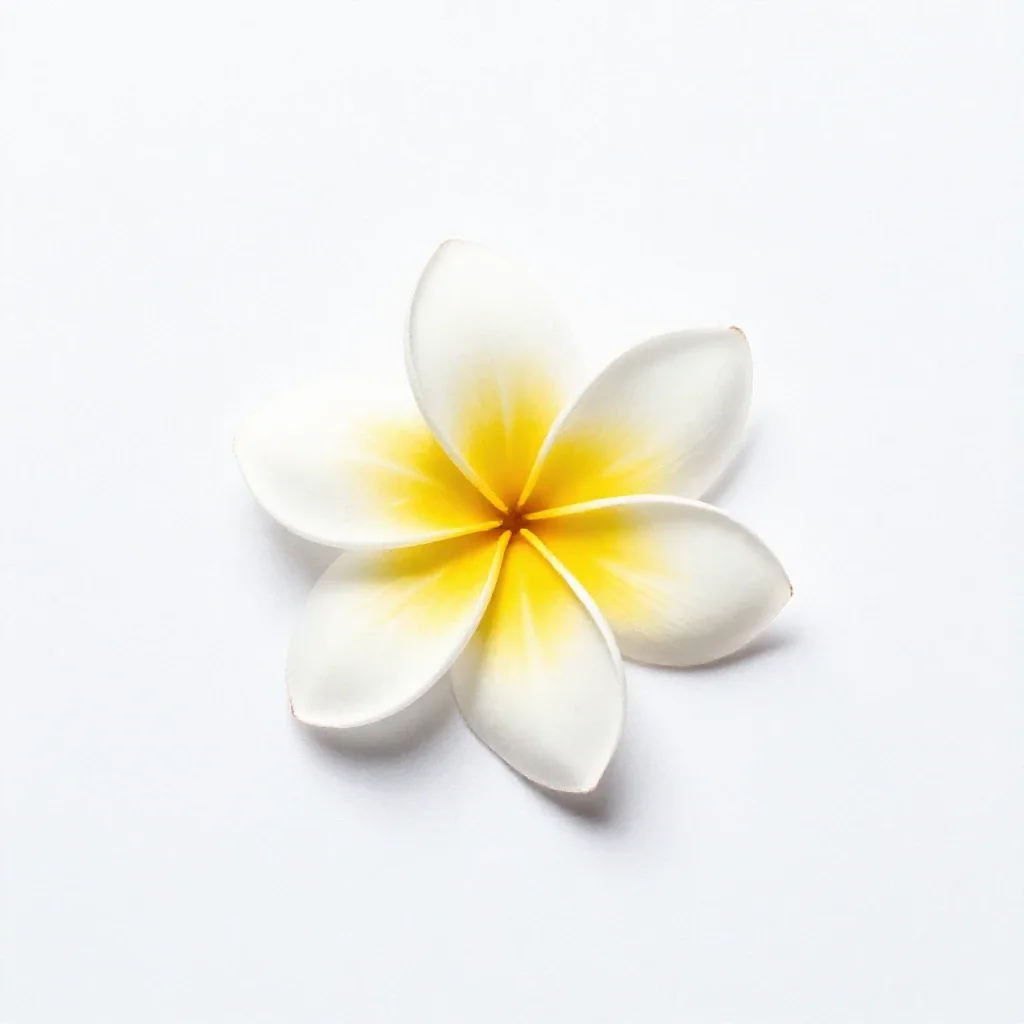Frangipani isolated on a white background