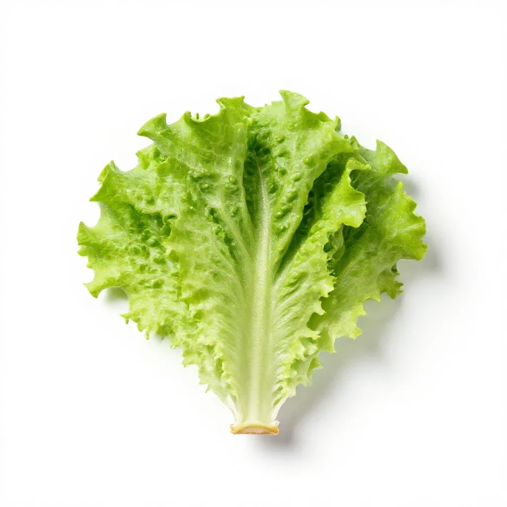Garden lettuce isolated on a white background