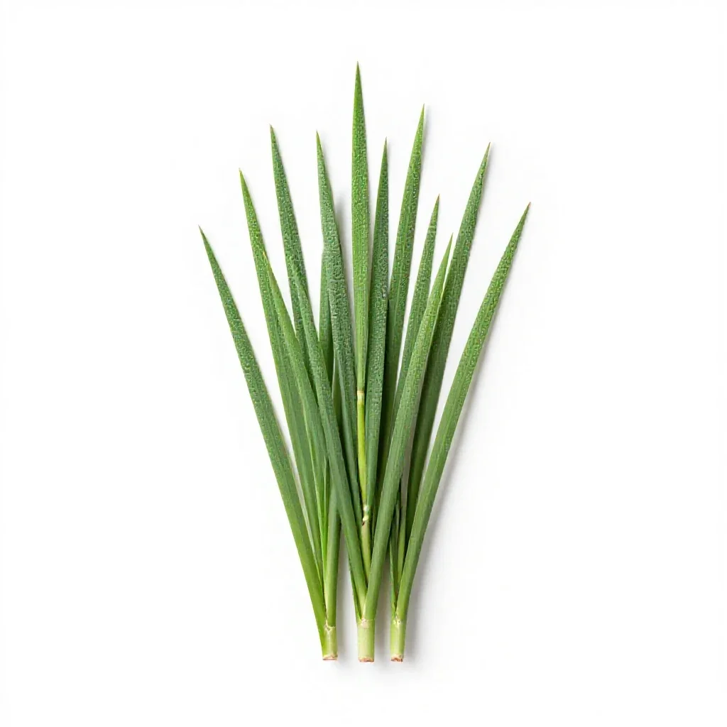 Giant reed isolated on a white background