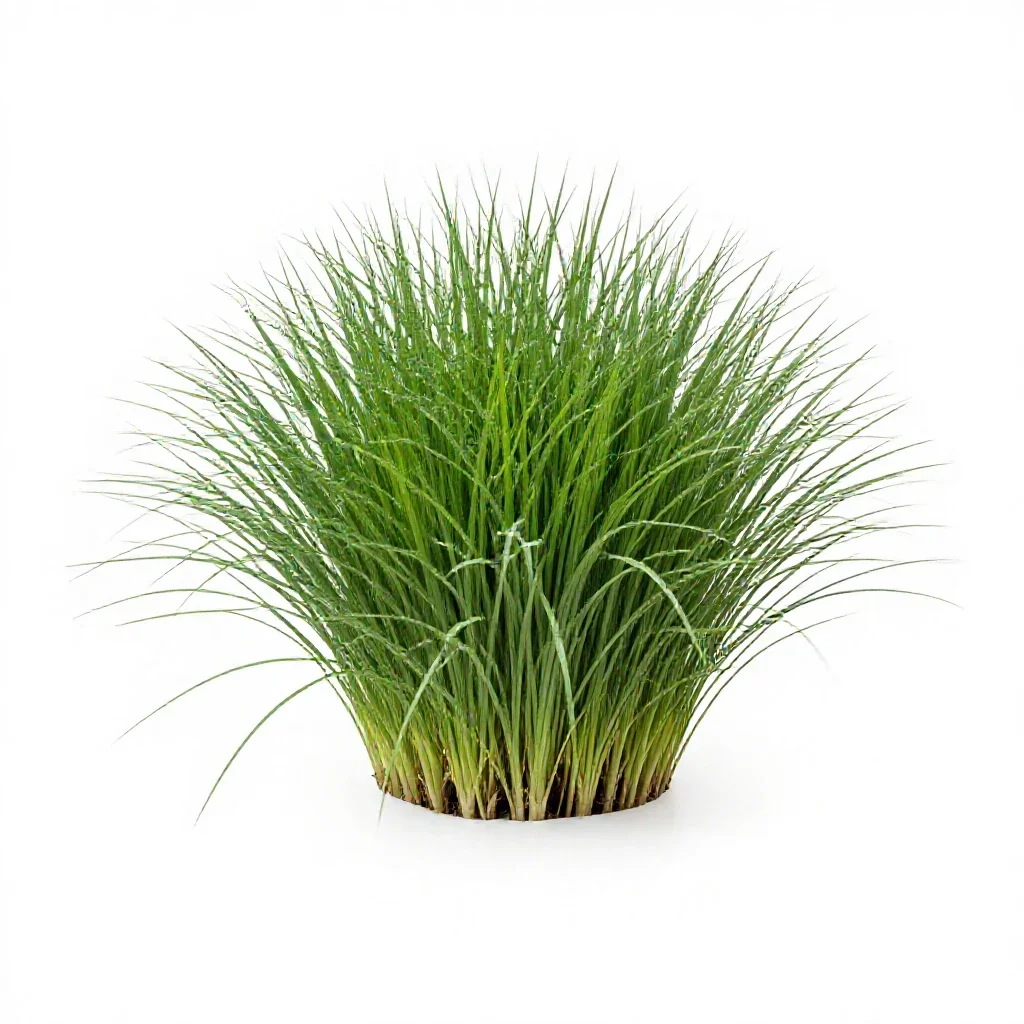 Giant ryegrass isolated on a white background
