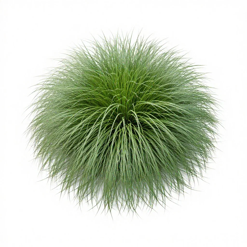 Giant star grass isolated on a white background