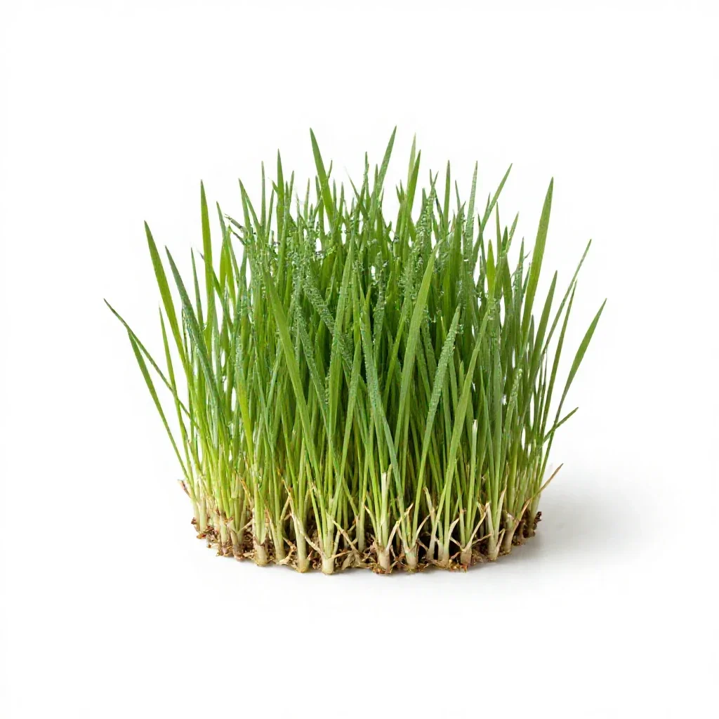 Goat grass isolated on a white background