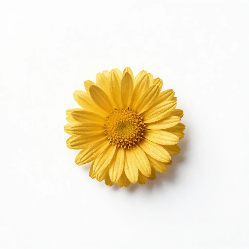 Golden aster isolated on a white background