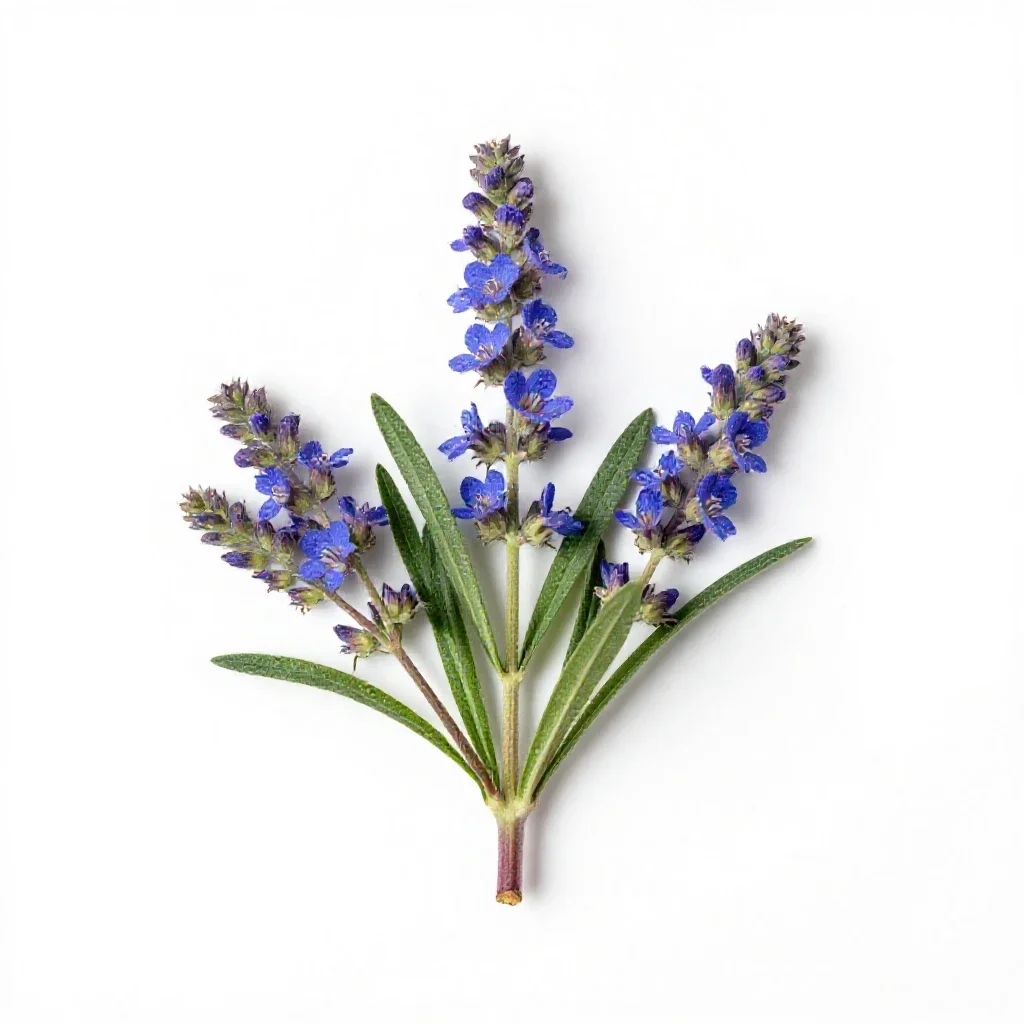Gooseneck loosestrife isolated on a white background