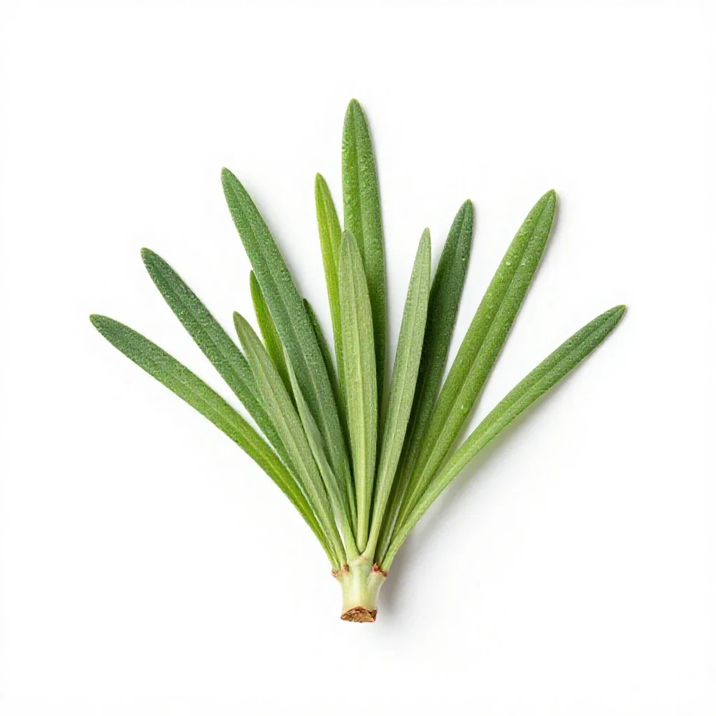 Gramineous plant isolated on a white background