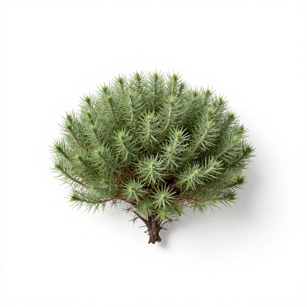 Greasewood isolated on a white background