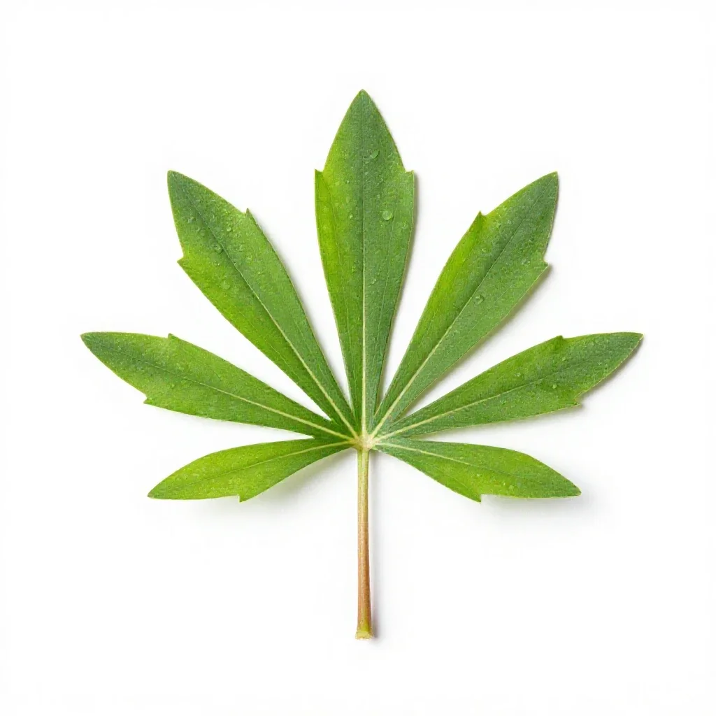 Greater spearwort isolated on a white background