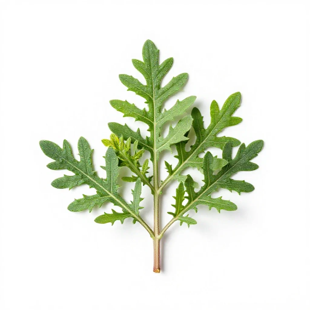 Groundsel tree isolated on a white background