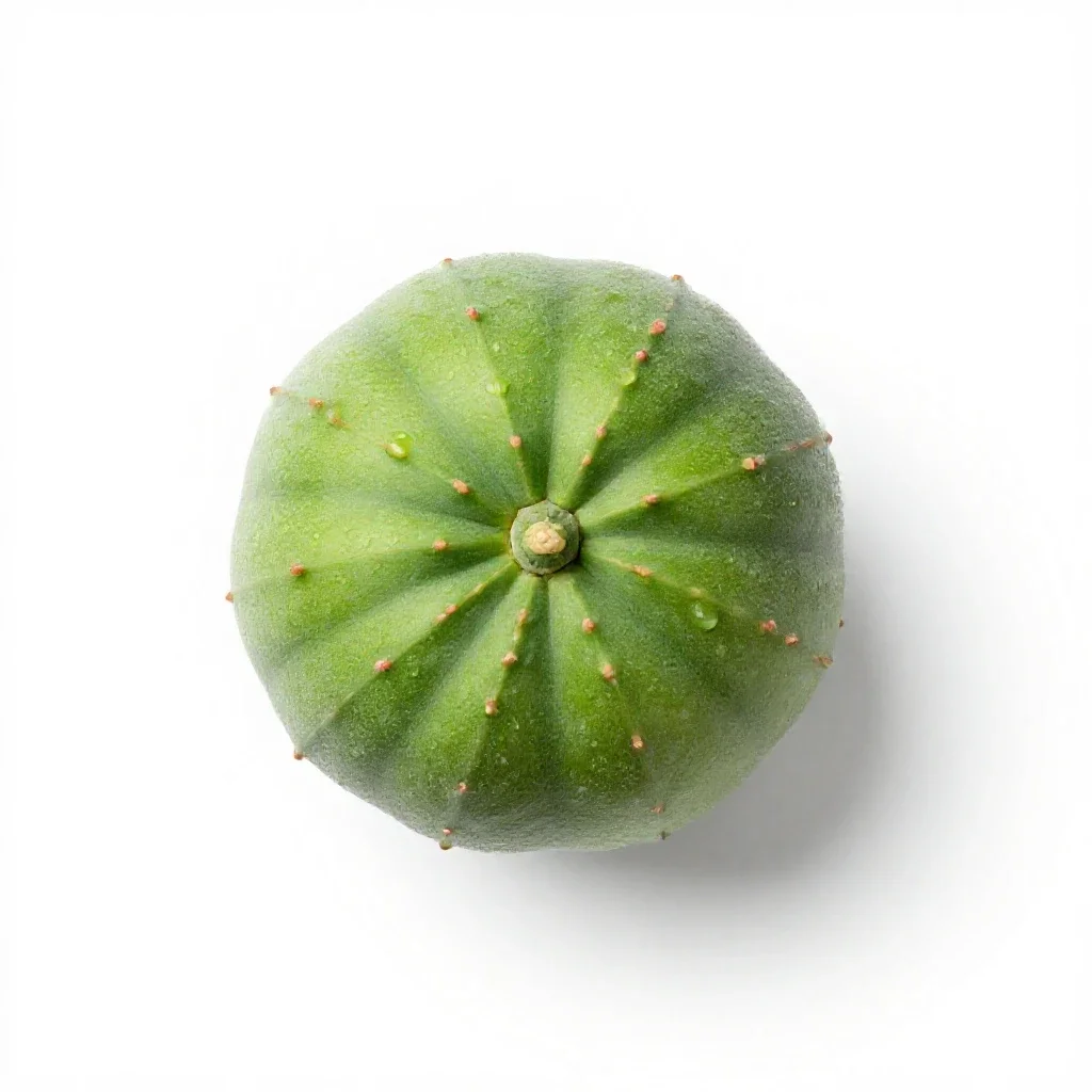 Guayule isolated on a white background