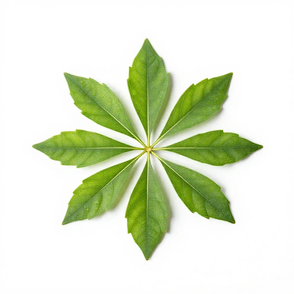 Gymnosperm isolated on a white background
