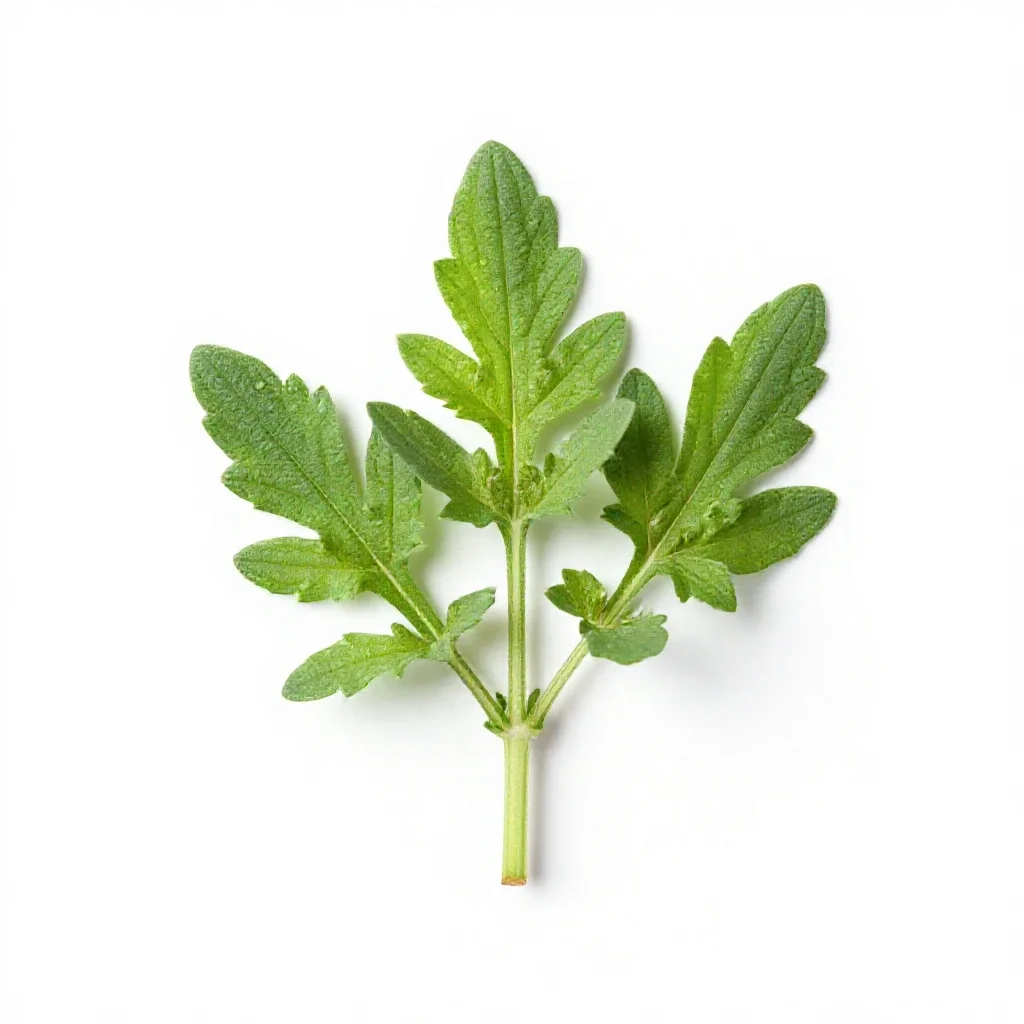 Herb isolated on a white background