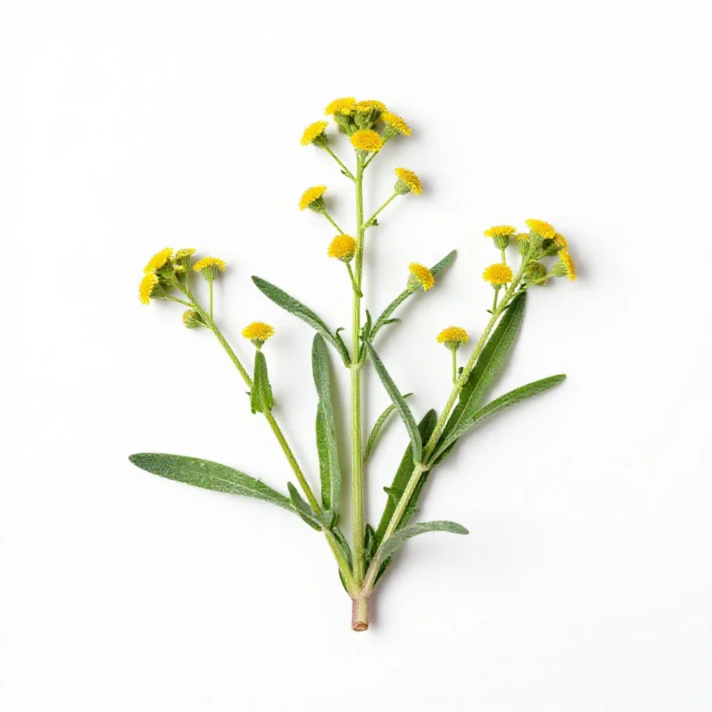 Horseweed isolated on a white background
