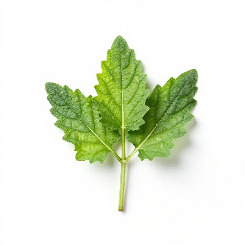 Hyssop isolated on a white background