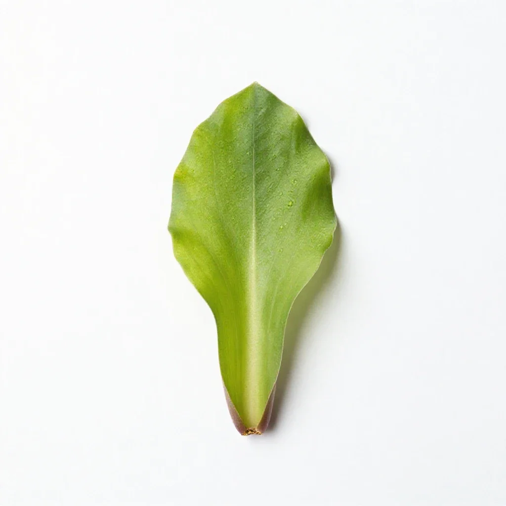 Jack-in-the-pulpit isolated on a white background