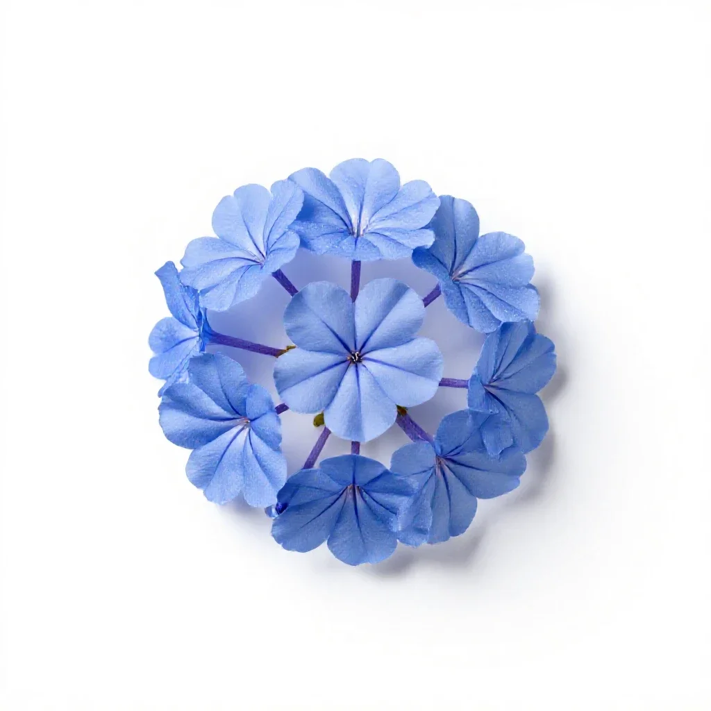 Leadwort isolated on a white background