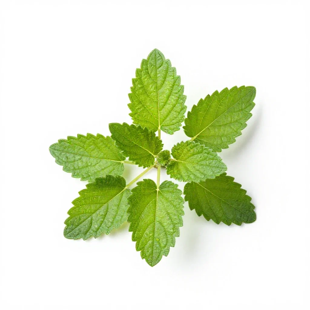 Lemon balm isolated on a white background