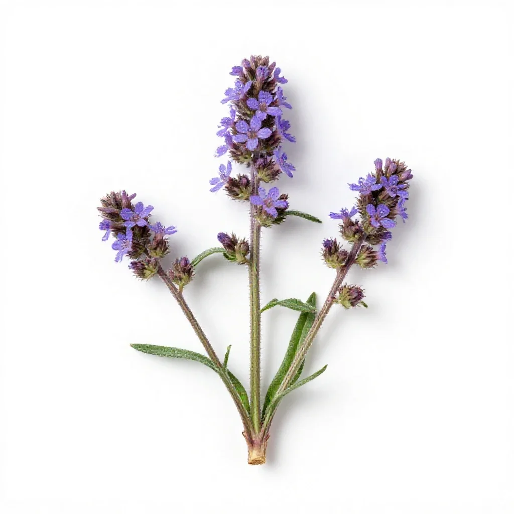Lesser knapweed isolated on a white background