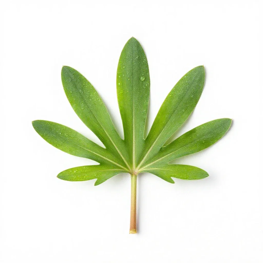 Lesser spearwort isolated on a white background