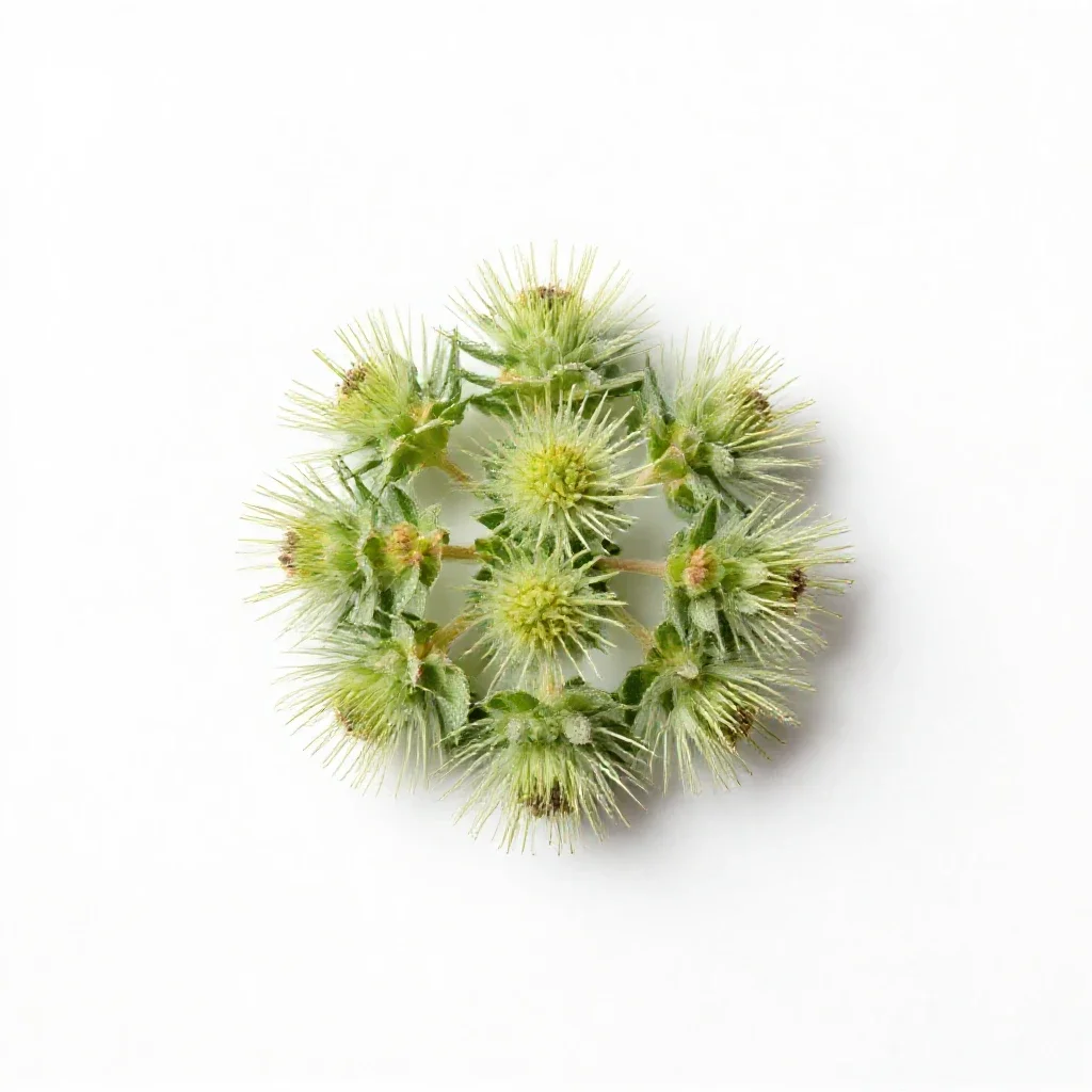 Little-head snakeweed isolated on a white background