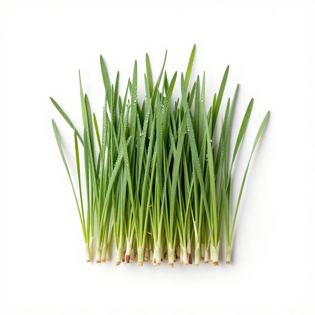Lyme grass isolated on a white background