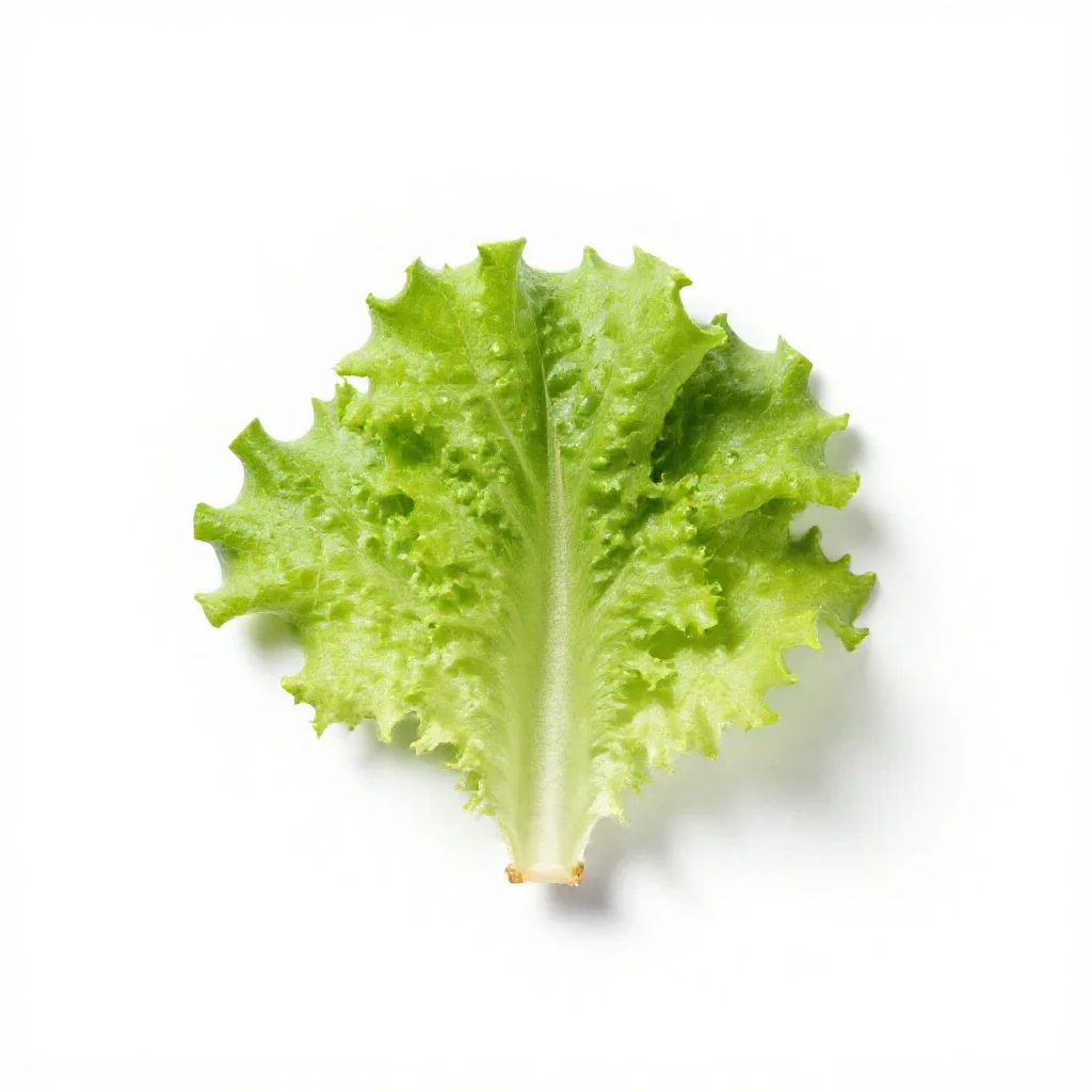 Malheur wire lettuce isolated on a white background