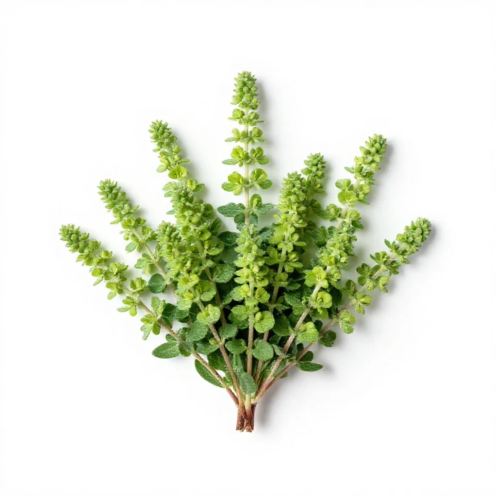 Marsh elder isolated on a white background