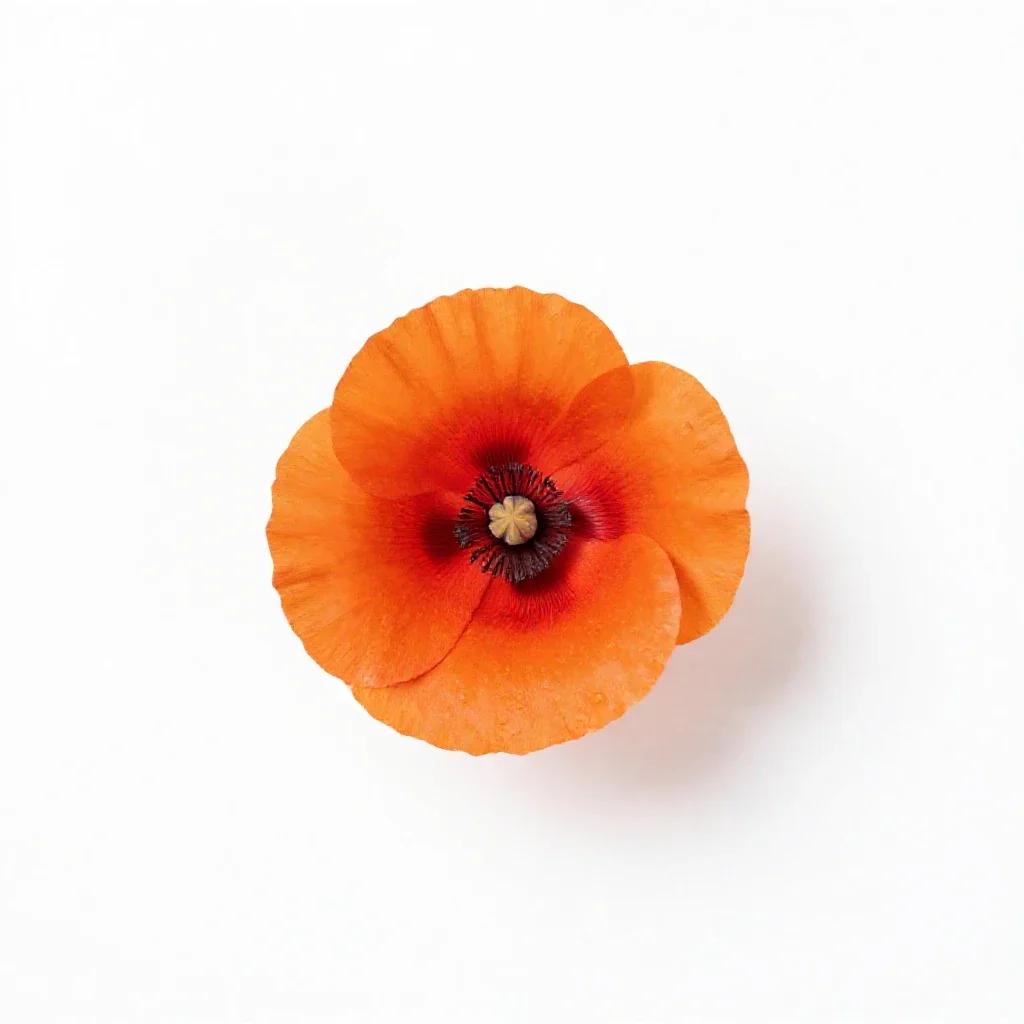 Matilija poppy isolated on a white background