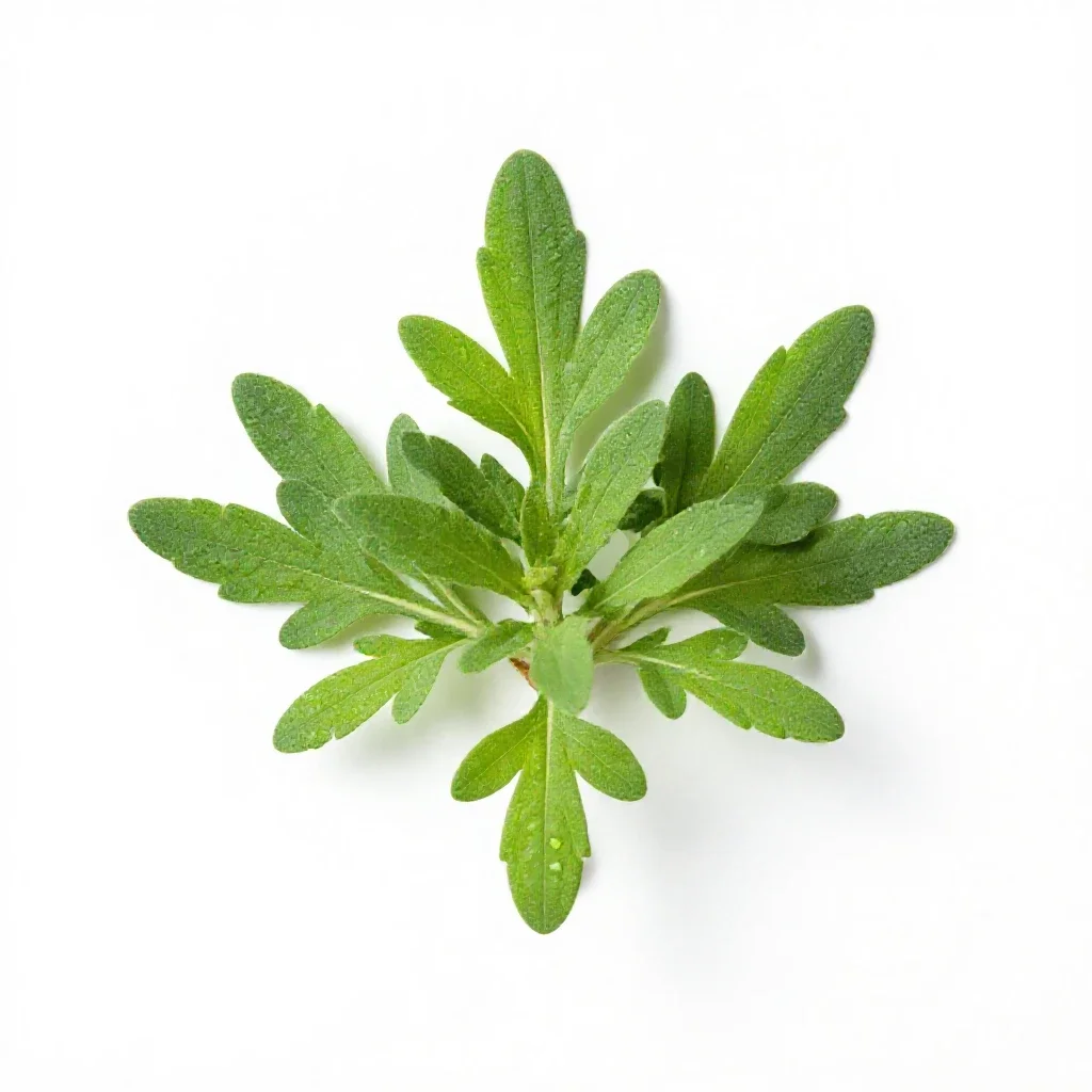 Melosa isolated on a white background