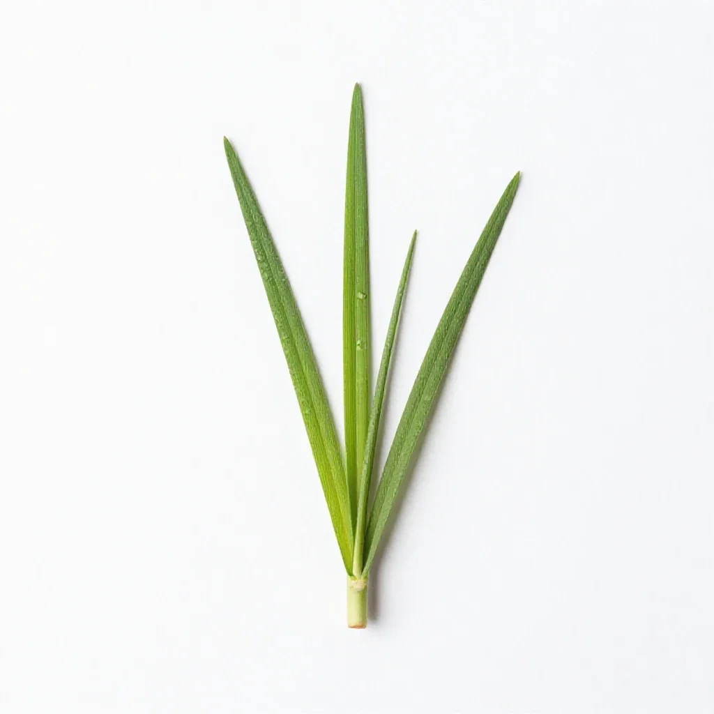 Midgrass isolated on a white background