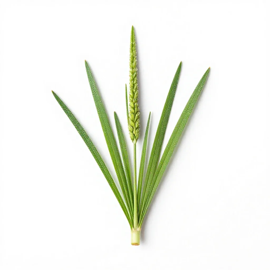 Nimblewill isolated on a white background