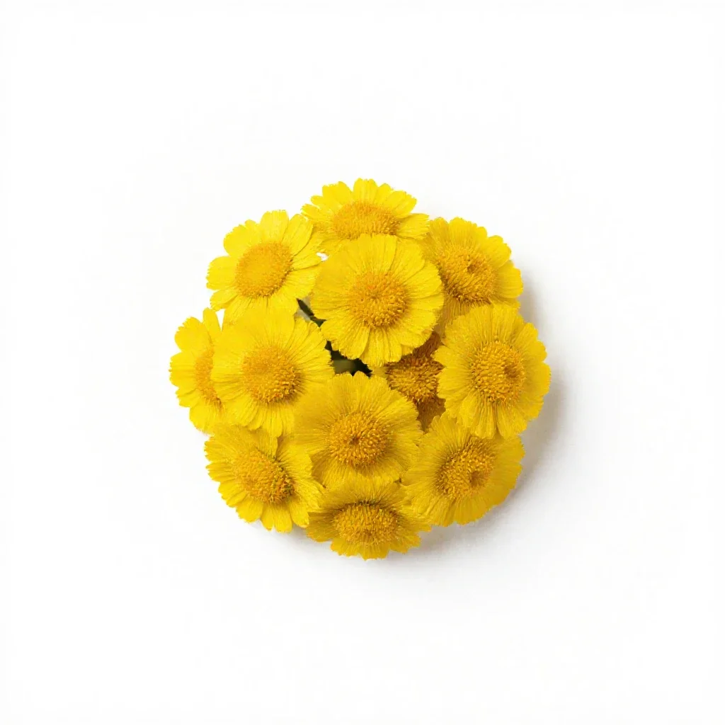 Northern dune tansy isolated on a white background