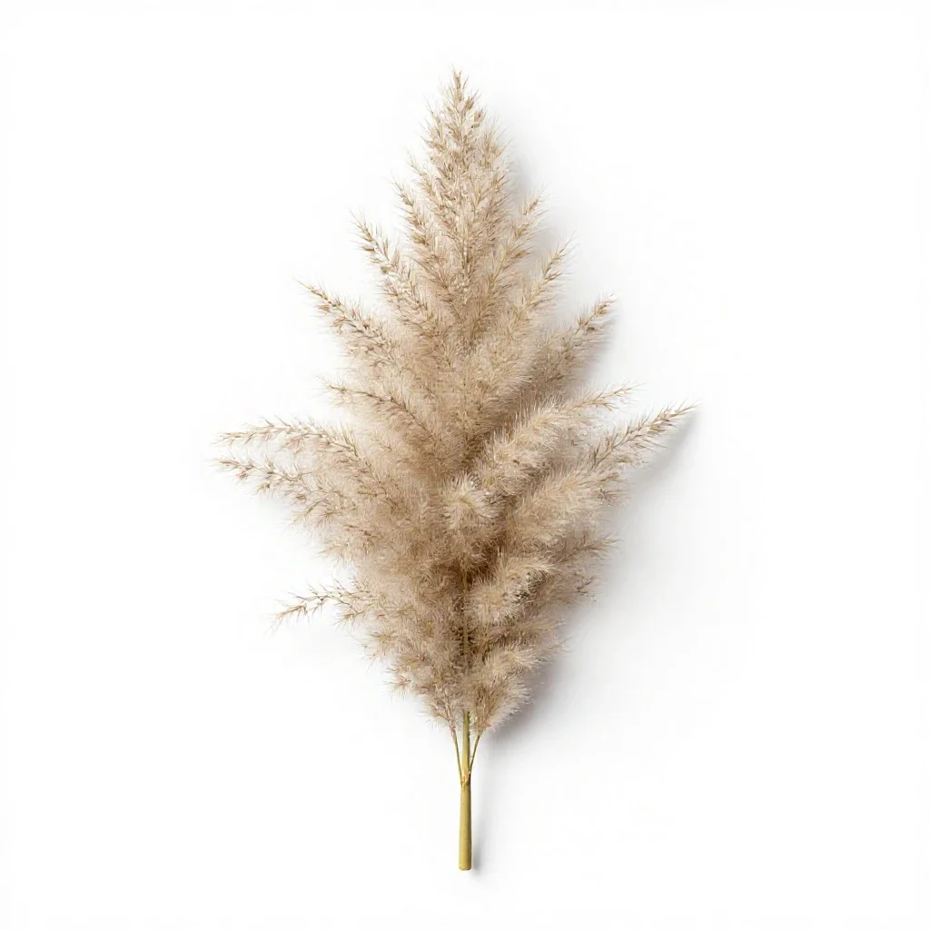 Pampas grass isolated on a white background