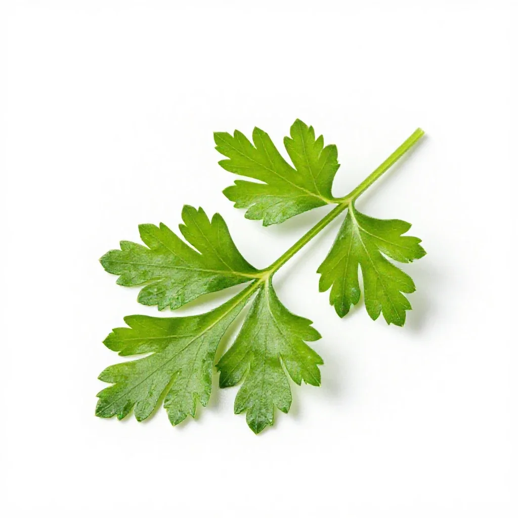 Parsley isolated on a white background