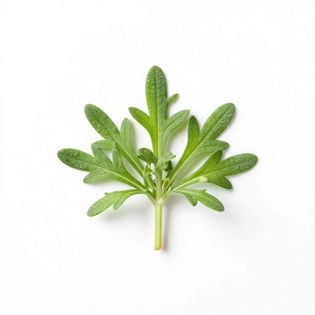 Pellitory isolated on a white background