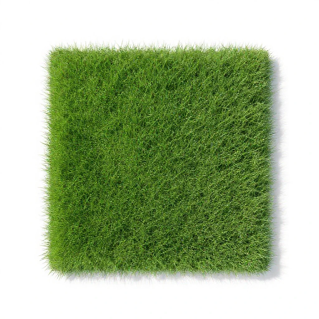 Perennial ryegrass isolated on a white background