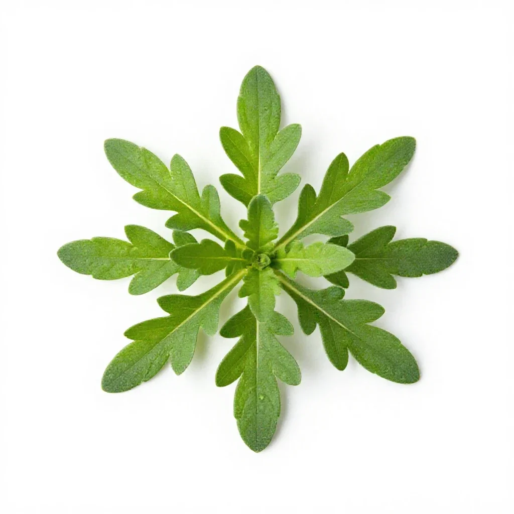 Plantain-leaved pussytoes isolated on a white background