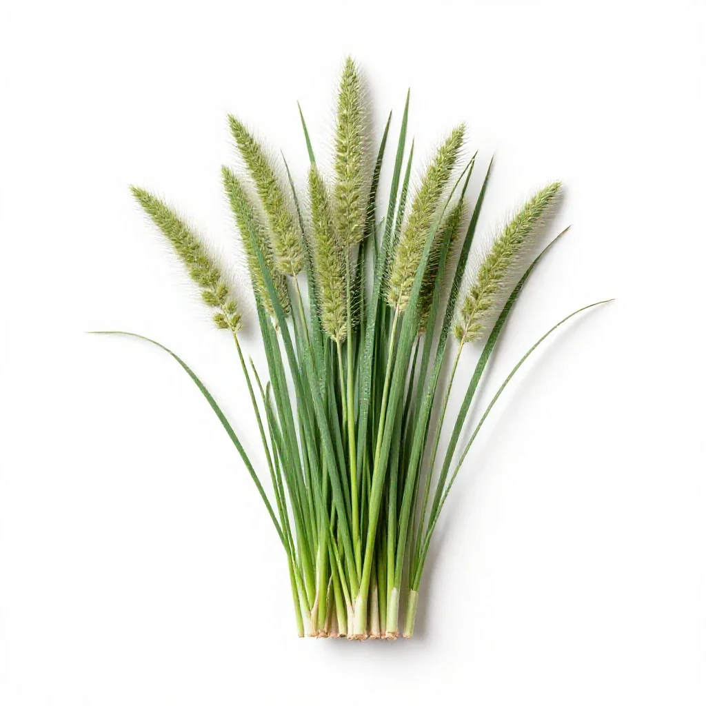 Plume grass isolated on a white background