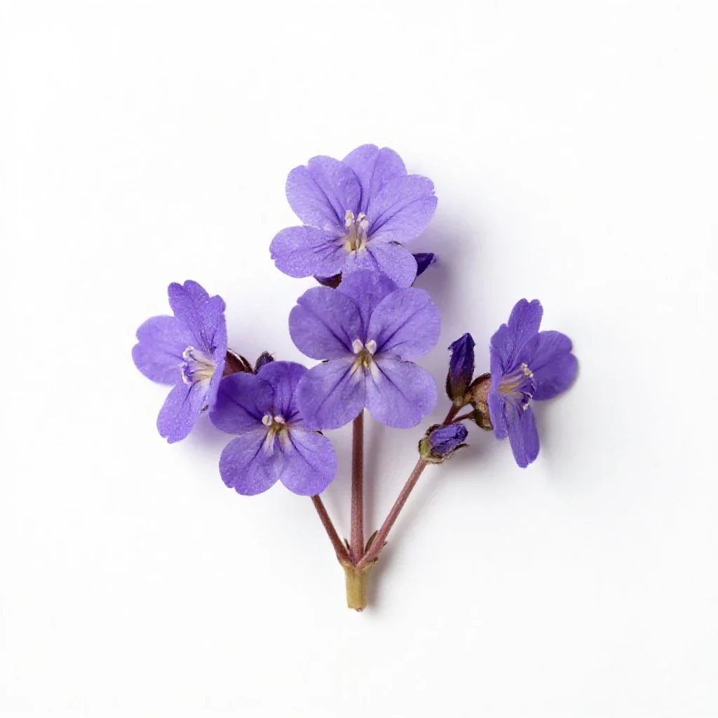Purple cress isolated on a white background