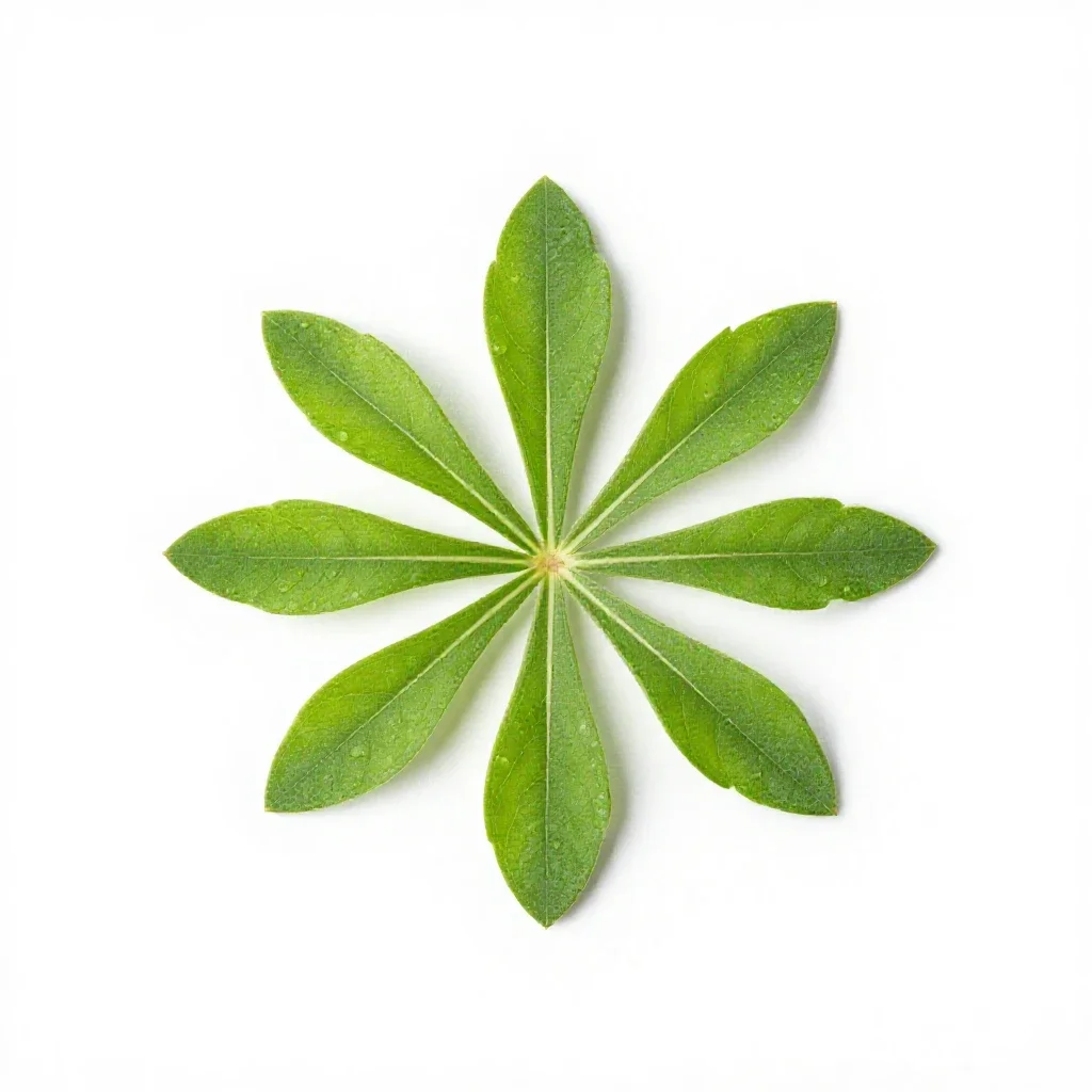 Rabbitweed isolated on a white background