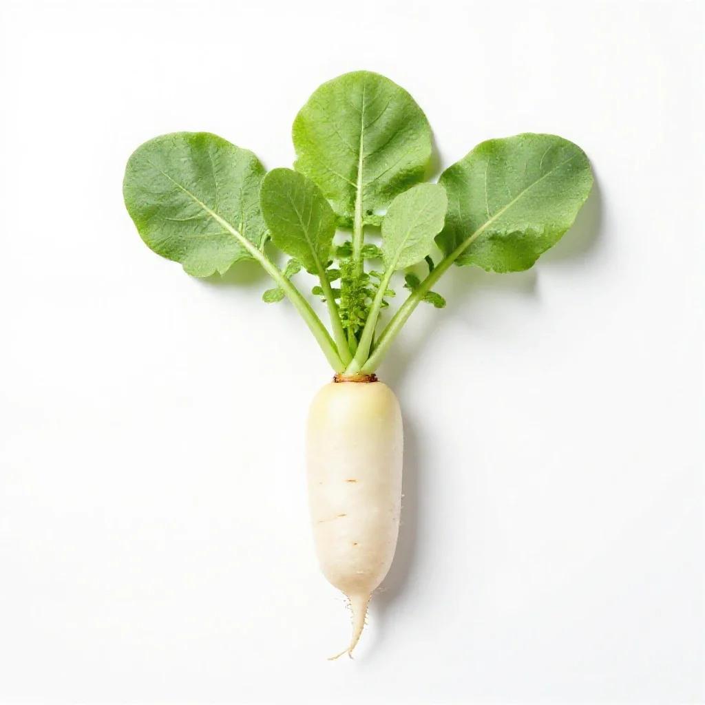 Radish plant isolated on a white background