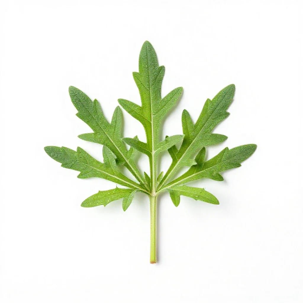 Ragweed isolated on a white background