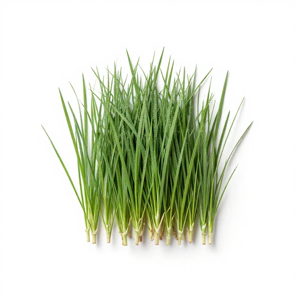 Reed meadow grass isolated on a white background