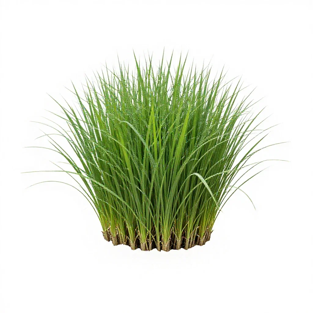 Rice isolated on a white background