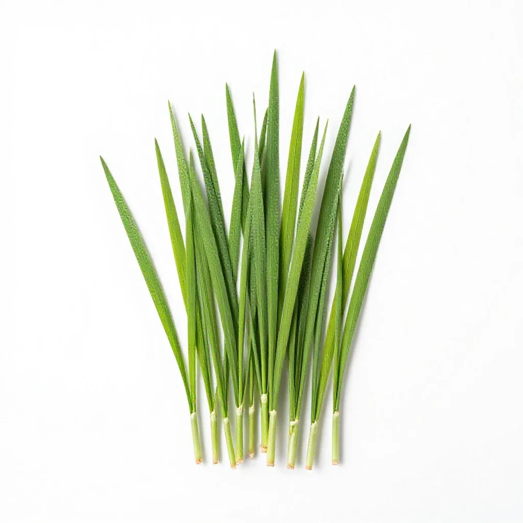 Ricegrass isolated on a white background