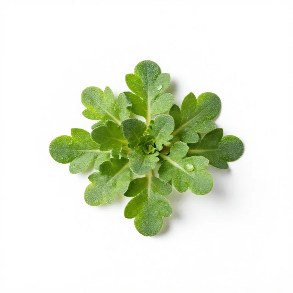 Rock cress isolated on a white background