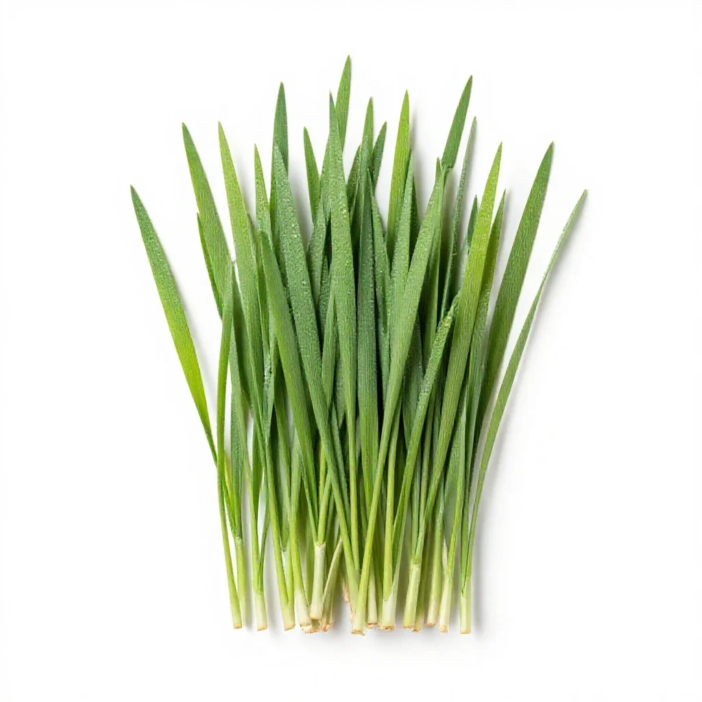 Rye grass isolated on a white background